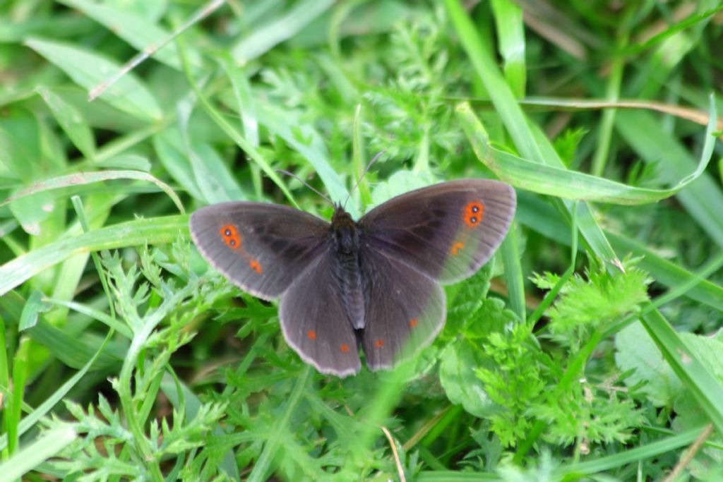 Erebia...  Erebia aethiops